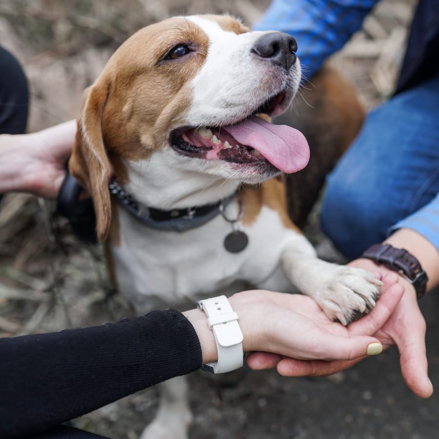 Cat & Dog Wellness Exams, Los Angeles County