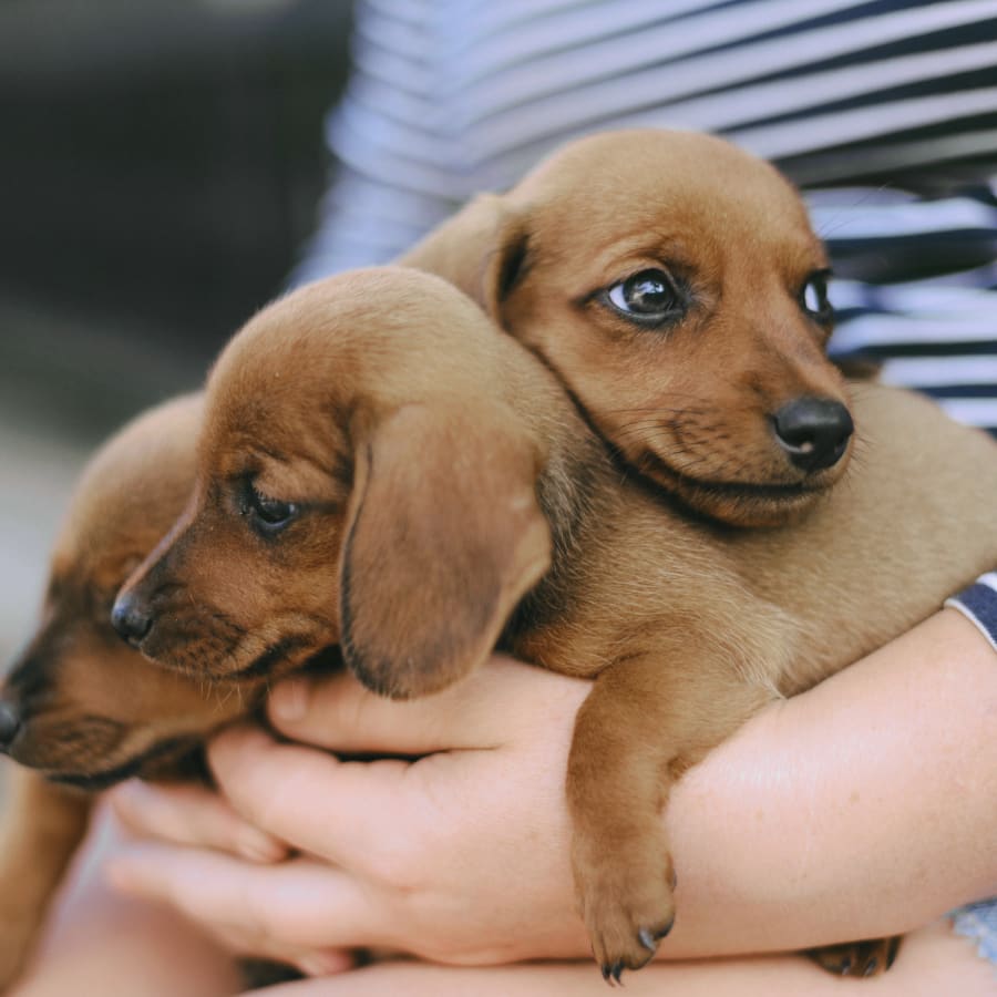 Puppies & Kittens, Los Angeles County Veterinarians